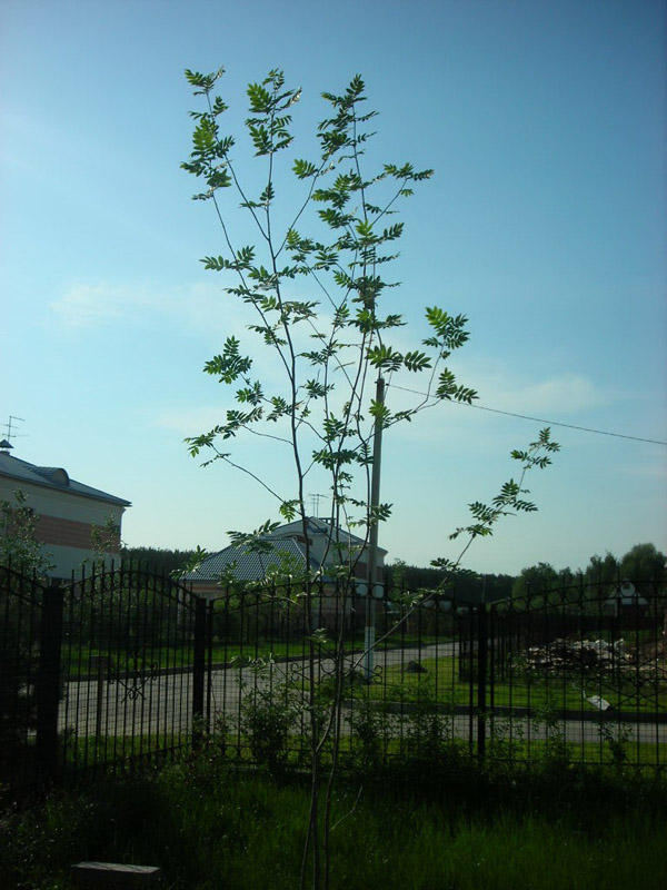 Рябина обыкновенная 2-3 метра