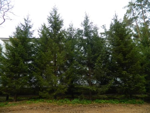 Посадка хвойных крупномеров