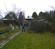 Услуги обрезки плодовых деревьев на дачном участке