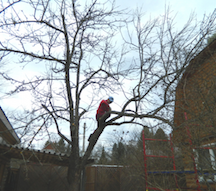Услуги обрезки плодовых деревьев в загородном доме