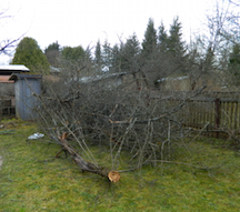 Услуги обрезки плодовых деревьев в частном доме