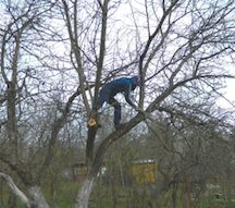 Услуги обрезки плодовых деревьев на участке