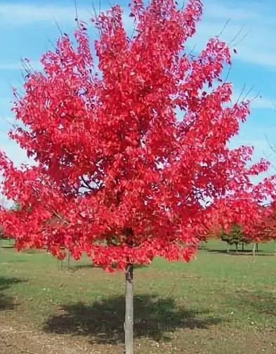 Клен красный