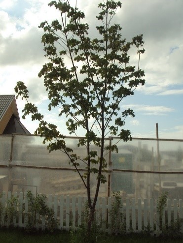 Клен остролистный от 7 до 8 м