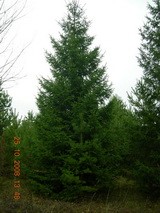 Ель обыкновенная от 7 до 8 м