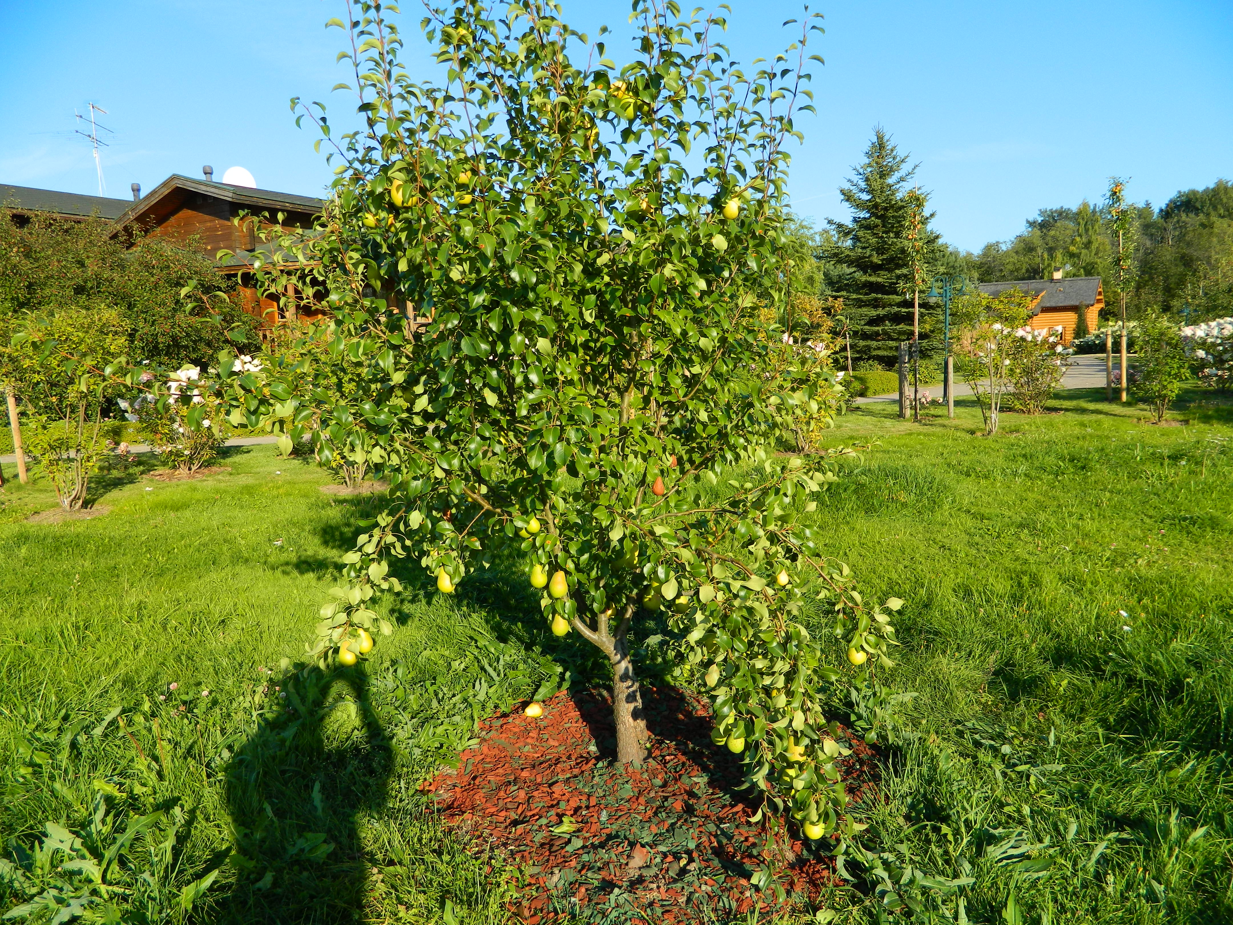 Посадка плодовых крупномеров