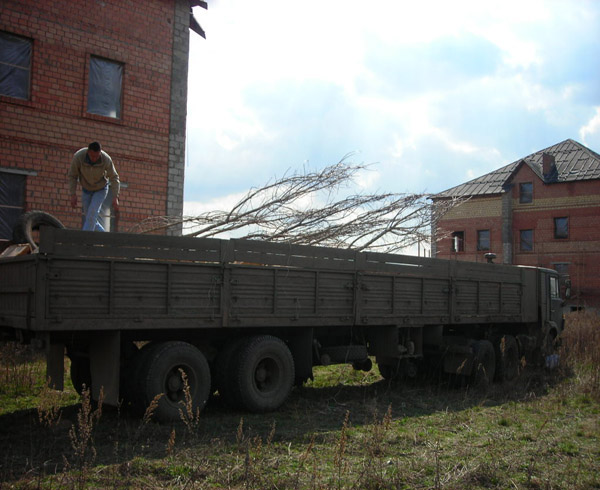 Посадка ели