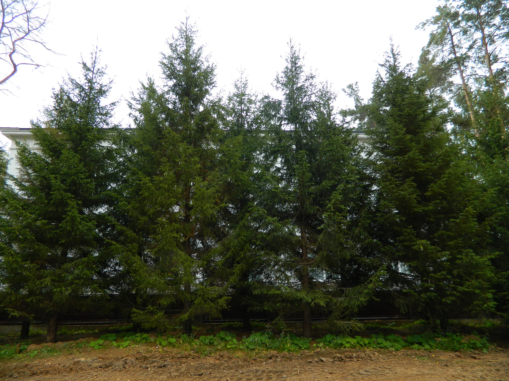 Ель обыкновенная