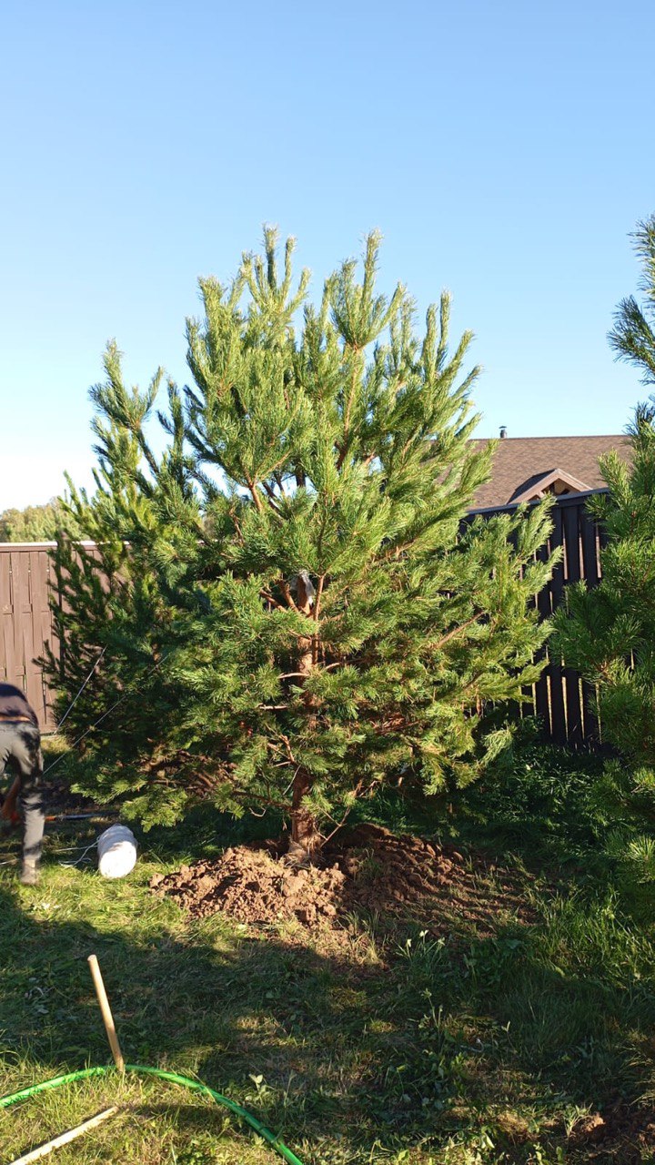 Сосна обыкновенная
Высота 4 – 5 метра