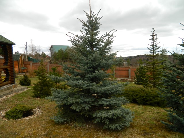 Экологический стиль ландшафтного дизайна — жизнь в гармонии с природой