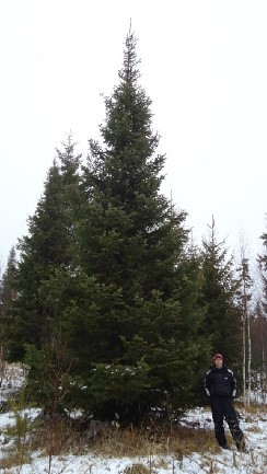 Пихта сибирская высота 8 – 10 метров