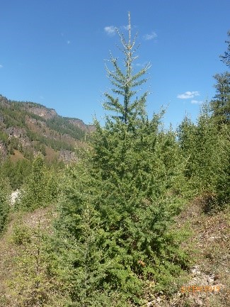 Лиственница сибирская высота 2-3 метра