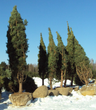 Сосна обыкновенная