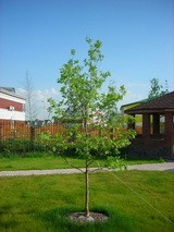 Дуб черешчатый