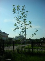 Рябина обыкновенная