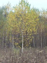 Береза бородавчатая