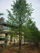 Липа мелколистная высота 8 – 10 метров